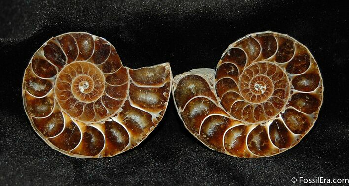 Small Desmoceras Ammonite Pair #393